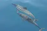 Spinner dolphin