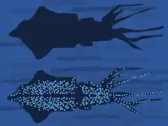 Principle of counter-illumination camouflage of the firefly squid, Watasenia scintillans. When seen from below by a predator, the animal's light helps to match its brightness and colour to the sea surface above.