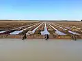 Siphon irrigation of cotton on the Balonne River near St George, 2012