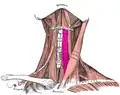 The sternohyoid and sternothyroid muscles lie on top of the upper part of the trachea