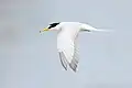 Little tern in flight showing the forked tail