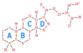 Numbering of the steroid nuclei