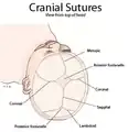 Cranial sutures shown from top of head.