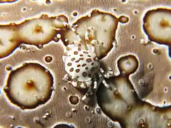 Lissocarcinus orbicularis, a symbiotic crab.