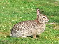 A light-brown rabbit sitting in a field, its body unusually large and squat, its limbs and head small, and its ears especially small