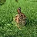 Second trophic levelRabbits eat plants at the first trophic level, so they are primary consumers.