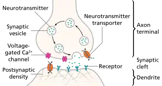 The pre- and post-synaptic axons are separated by a short distance known as the synaptic cleft. Neurotransmitter released by pre-synaptic axons diffuse through the synaptic clef to bind to and open ion channels in post-synaptic axons.