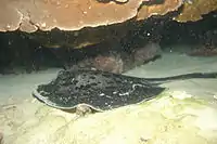 The blotched fantail ray feeds on bottom-dwelling fish, bivalves, crabs, and shrimps.