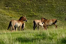 Hustai National Park, home of the wild horse Takhi, just 90 kilometres (56 miles) west of UB