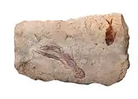 Fossil shrimp (Cretaceous)