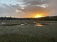 Sunset over a marsh with grasses growing in a river next to a forest