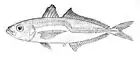 Greenback horse mackerel