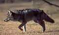 Coyote (Canis latrans)