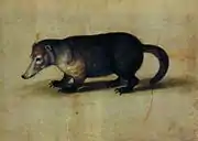 Drawing of brown and black procyonid