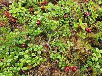 Vaccinium vitis-idaea and Empetrum nigrum in Denali National Park