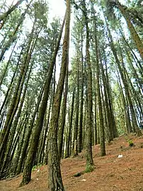 Pine forest in Vagamon, southern Western Ghats, Kerala (India)