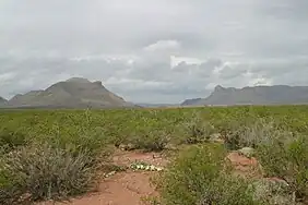 Yucca, creosote, and mesquite typify the plants in the Chihuahuan Desert
