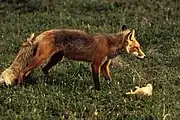 Third trophic levelFoxes eat rabbits at the second trophic level, so they are secondary consumers.
