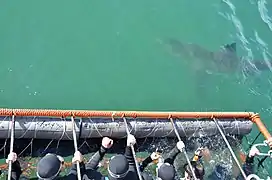 Tourists in a cage near Gansbaai