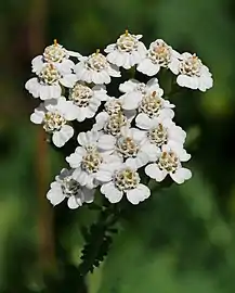 Close-up of flowers