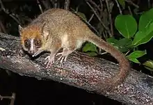 Mouse lemur perched on branch