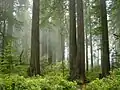 Redwood National Park, fog in the forest.jpg