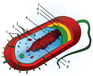 Cấu tạo tế bào nhân sơ điển hình
