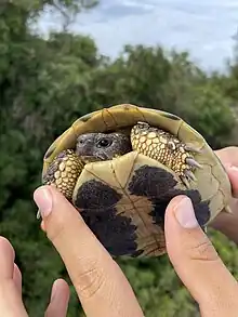 A baby turtle held up in the air