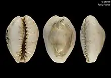 A picture of money cowries, three shells lined up in a horizontal row
