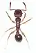 ant
